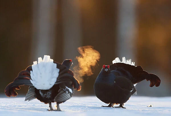 Two male Black grouse (Tetrao  /  Lyrurus tetrix) confronting eachother at lek