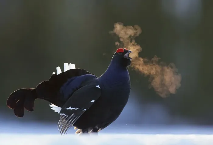 Framed Print : Male Black grouse (Tetrao / Lyrurus tetrix) calling at lek Framed Print : Male Black grouse (Tetrao / Lyrurus tetrix) calling at lek