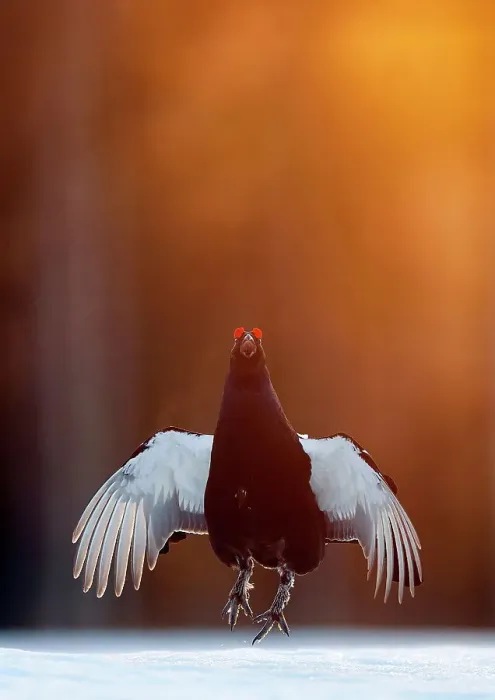 Framed Print : Male Black grouse (Tetrao / Lyrurus tetrix) displaying at lek. Kuusamo, Finland, April Framed Print : Male Black grouse (Tetrao / Lyrurus tetrix) displaying at lek. Kuusamo, Finland, April