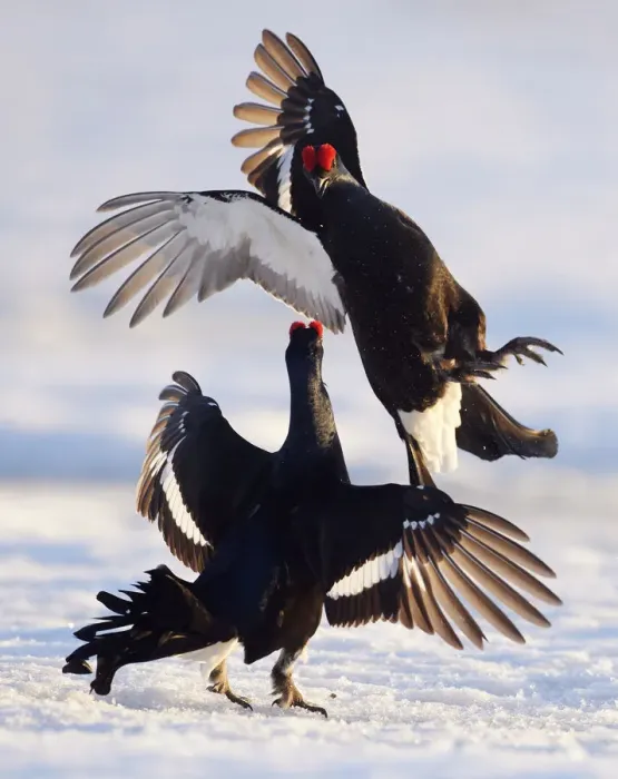 Framed Print : Two male Black grouse (Tetrao  /  Lyrurus tetrix) fighting at lek. Utajarvi, Finland, April