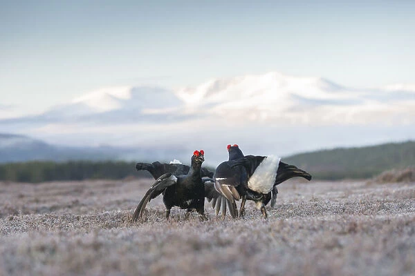 Two male Black grouse (Tetrao tetrix) fighting for territory on lek, Cairngorms National Park, Scotland, UK. May
