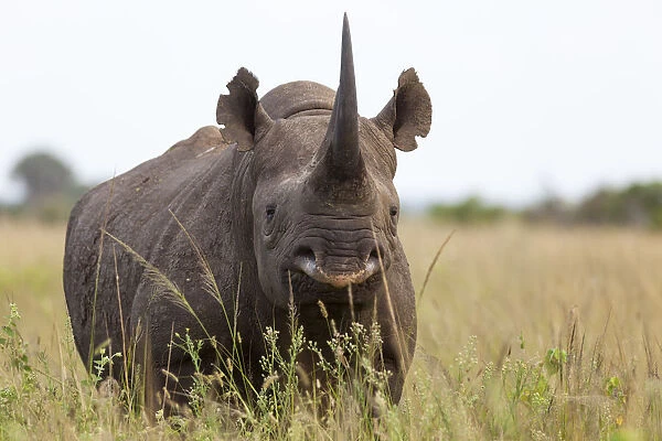 Male Black rhinoceros (Diceros bicornis), Phinda Private Game Reserve, Kwazulu Natal