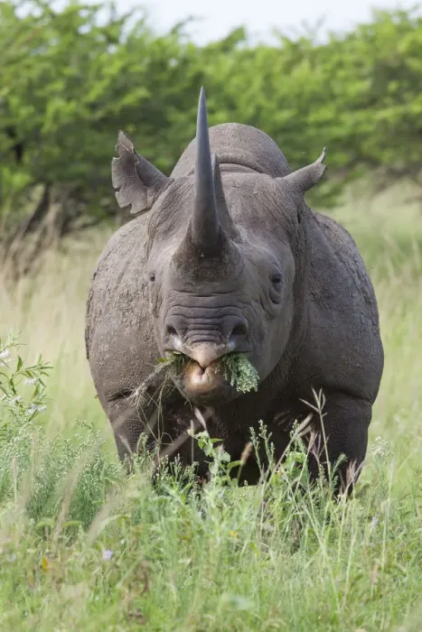 Framed Print : Male Black rhinoceros (Diceros bicornis) feeding on vegetation, Phinda Private Game Reserve Framed Print : Male Black rhinoceros (Diceros bicornis) feeding on vegetation, Phinda Private Game Reserve