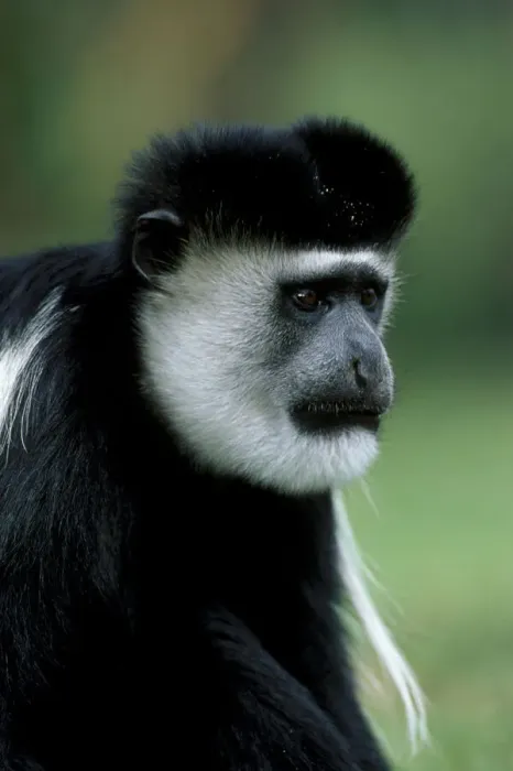 Framed Print : Male Black and white colobus monkey {Colobus guereza} Lake Naivasha, Kenya, East Africa Framed Print : Male Black and white colobus monkey {Colobus guereza} Lake Naivasha, Kenya, East Africa