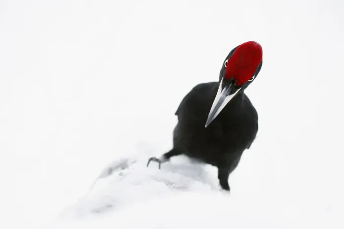 Framed Print : Male Black woodpecker (Dryocopus martius) in snow, showing red crown Framed Print : Male Black woodpecker (Dryocopus martius) in snow, showing red crown