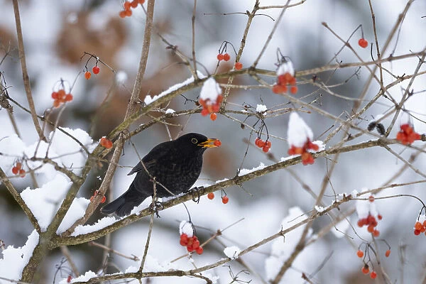 Male Blackbird (Turdus merula) feeding on berries in winter, Bavaria, Germany, Europe. January