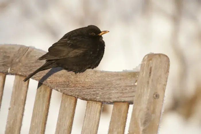 Framed Print : Male Blackbird (Turdus merula) perched on garden seat in winter, with feathers ruffled Framed Print : Male Blackbird (Turdus merula) perched on garden seat in winter, with feathers ruffled