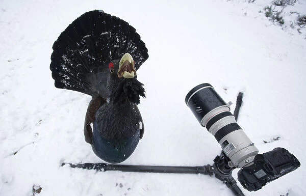 Male Capercaillie (Tetrao urogallus) displaying in front of camera in a wintry pine forest