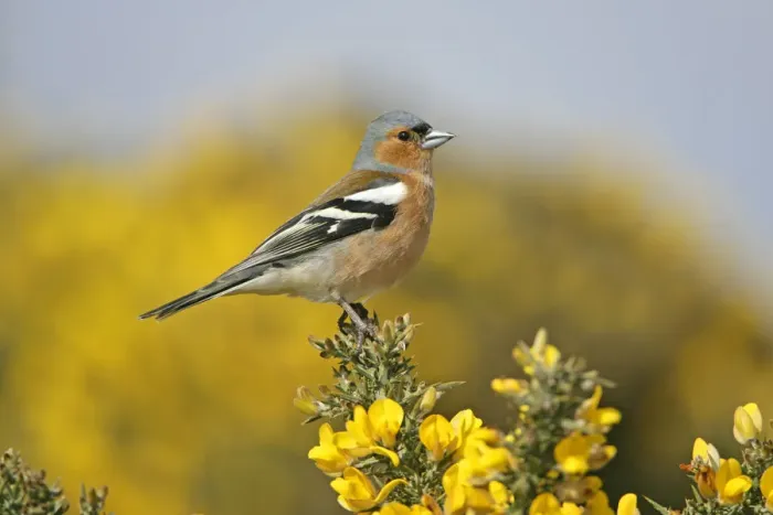 Framed Print : Male Chaffinch (Fringilla coelebs) perched on Gorse, Suffolk, UK, April Framed Print : Male Chaffinch (Fringilla coelebs) perched on Gorse, Suffolk, UK, April