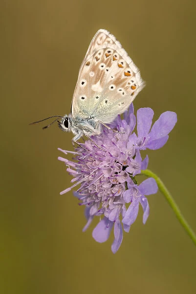 Male chalkhill blue butterfly (Lysandra coridon) with wings closed resting on Devils-bit scabious
