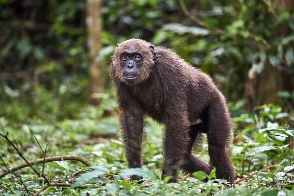 Male Chimpanzee (Pan troglodytes troglodytes) walking in forest