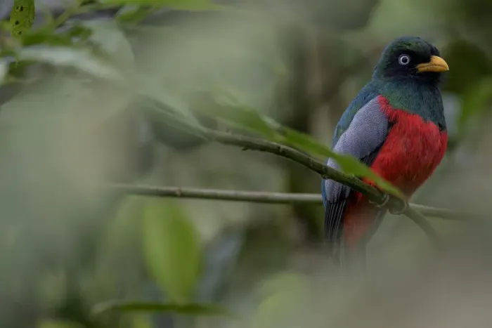 Framed Print : Male Choco trogon (Trogon comptus) perched on branch, Mashpi, Pichincha, Ecuador Framed Print : Male Choco trogon (Trogon comptus) perched on branch, Mashpi, Pichincha, Ecuador