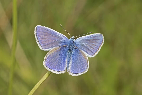 Male Common blue butterfly (Polyommatus icarus) Sutcliffe Park Nature Reserve, London