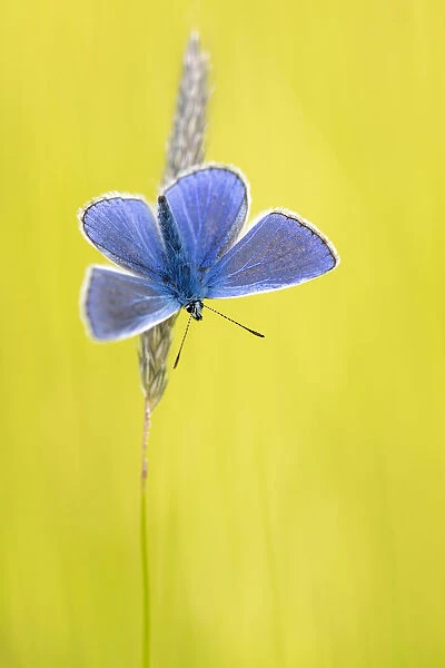 Male common blue butterfly (Polyommatus icarus) basking wings open on grass, Vealand Farm, Devon, UK. June