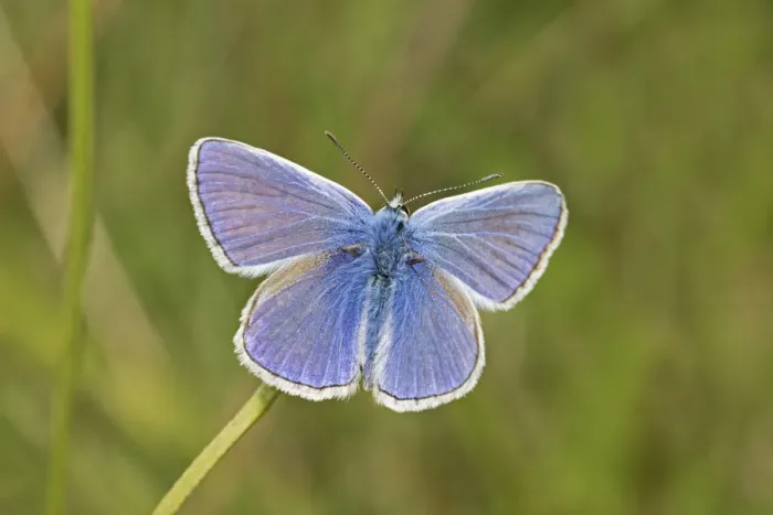 Framed Print : Male Common blue butterfly (Polyommatus icarus) Sutcliffe Park Nature Reserve, London Framed Print : Male Common blue butterfly (Polyommatus icarus) Sutcliffe Park Nature Reserve, London