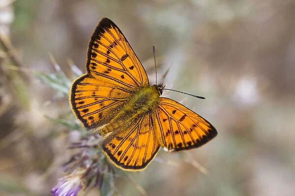 Male Common copper (Lycaena salustius) resting with wings open, Cape Kidnappers, Hawkes Bay