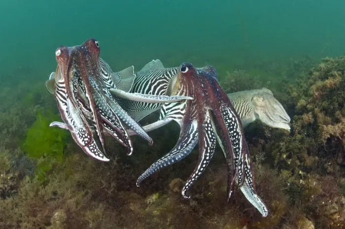 Framed Print : Two male Common cuttlefish (Sepia officinalis) compete for a female (on right) during courtship Framed Print : Two male Common cuttlefish (Sepia officinalis) compete for a female (on right) during courtship