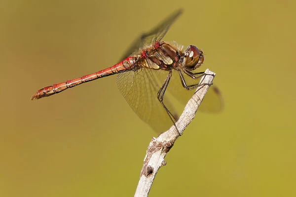 Male Common darter dragonfly (Sympetrum striolatum) resting on the end of a twig