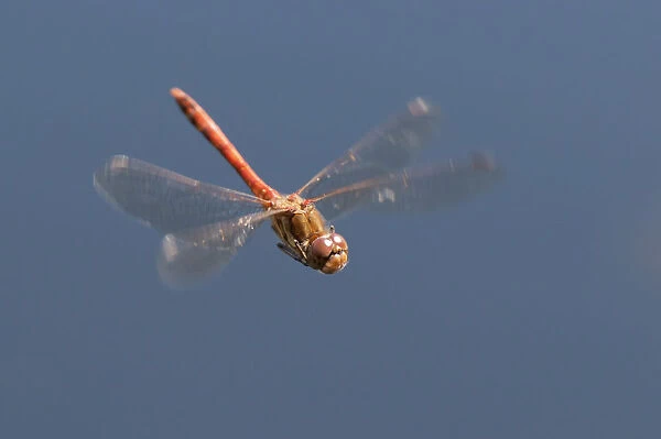 Male Common Darter dragonfly (Sympetrum striolatum) in flight, Arne RSPB reserve