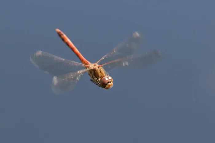 Framed Print : Male Common Darter dragonfly (Sympetrum striolatum) in flight, Arne RSPB reserve Framed Print : Male Common Darter dragonfly (Sympetrum striolatum) in flight, Arne RSPB reserve