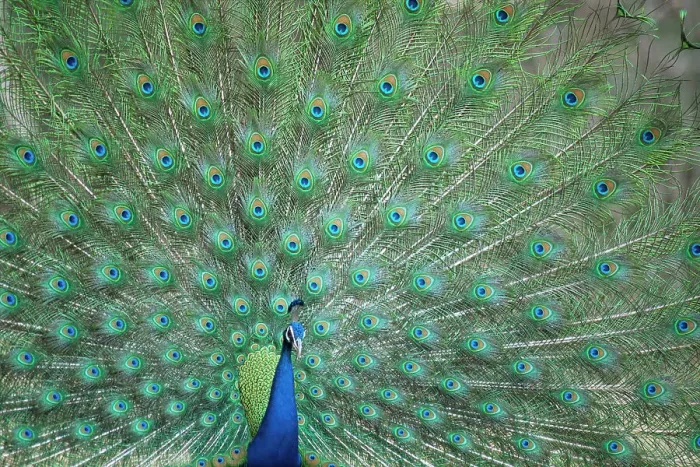 Framed Print : Male Common peafowl (Pavo cristatus) displaying feathers, Ranthambore NP, Rajasthan, India Framed Print : Male Common peafowl (Pavo cristatus) displaying feathers, Ranthambore NP, Rajasthan, India
