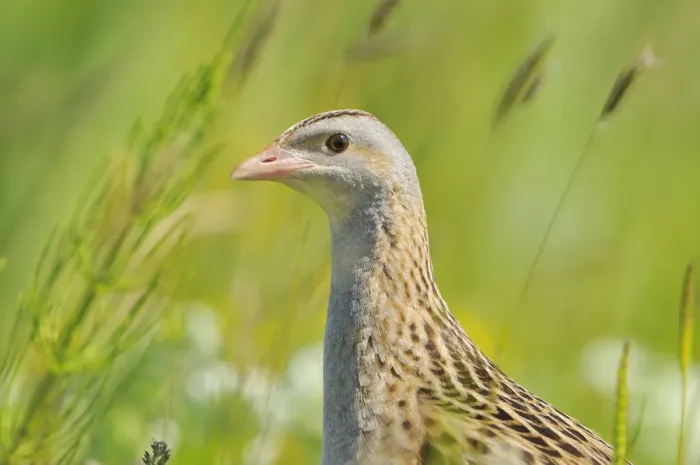 Framed Print : Male Corncrake (Crex crex) South Uist, Outer Hebrides, Scotland, UK, June Framed Print : Male Corncrake (Crex crex) South Uist, Outer Hebrides, Scotland, UK, June