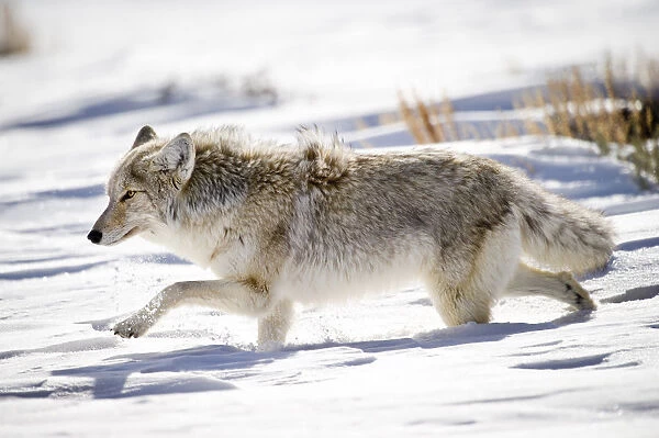 Male Coyote (Canis latrans) walking through deep snow. Hayden Valley, Yellowstone National Park