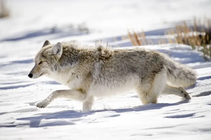 Framed Print : Male Coyote (Canis latrans) walking through deep snow. Hayden Valley, Yellowstone National Park Framed Print : Male Coyote (Canis latrans) walking through deep snow. Hayden Valley, Yellowstone National Park