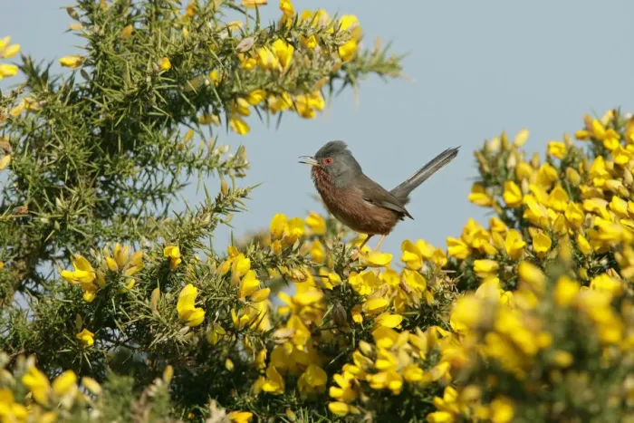 Framed Print : Male Dartford warbler (Sylvia undata) singing on gorse, Dorset, UK, April Framed Print : Male Dartford warbler (Sylvia undata) singing on gorse, Dorset, UK, April