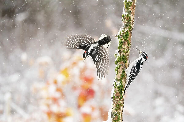 Male Downy woodpecker (Picoides pubescens) taking off to avoid Male Hairy woodpecker (Picoides villosus) that landed on its perch in winter, with orange foliage in background. Freeville, New York, USA. December