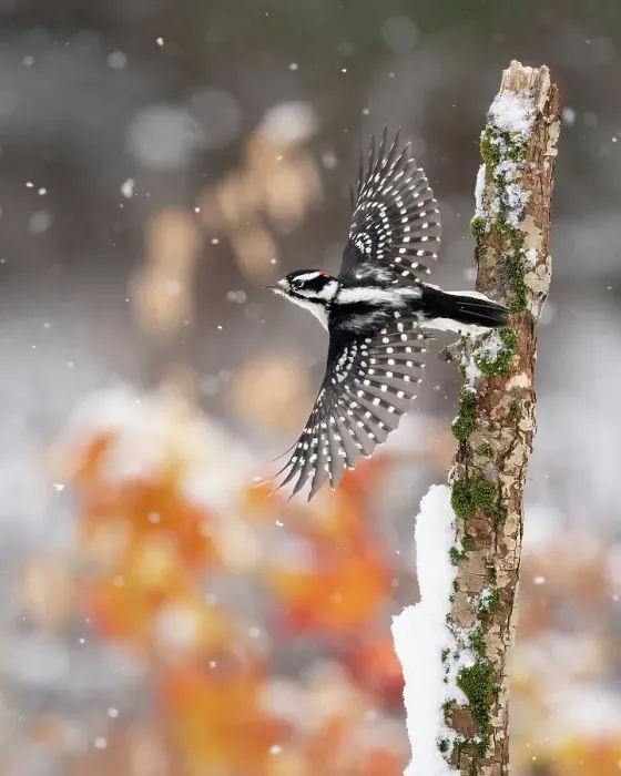 Framed Print : Male Downy woodpecker (Picoides pubescens) taking off from moss-covered trunk in winter, with orange foliage in background. Freeville, New York, USA. December. Topaz AI DeNoise and Sharpen applied Framed Print : Male Downy woodpecker (Picoides pubescens) taking off from moss-covered trunk in winter, with orange foliage in background. Freeville, New York, USA. December. Topaz AI DeNoise and Sharpen applied