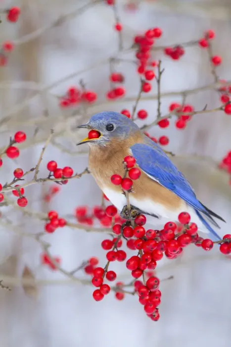 Framed Print : Male Eastern bluebird (Sialia sialis) feeding on winterberry (Ilex sp) fruit, New York Framed Print : Male Eastern bluebird (Sialia sialis) feeding on winterberry (Ilex sp) fruit, New York