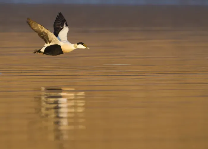 Framed Print : Male Eider (Somateria mollissima) in flight over water, Aberdeenshire, Scotland, UK, February