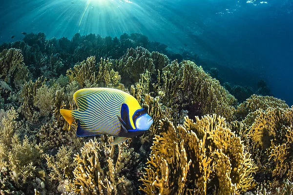 Male Emperor angelfish (Pomacanthus imperator) swimming over garden of Fire corals (Millepora sp. ) in morning sunshine, Ras Mohammed National Park, Sinai, Egypt, Red Sea