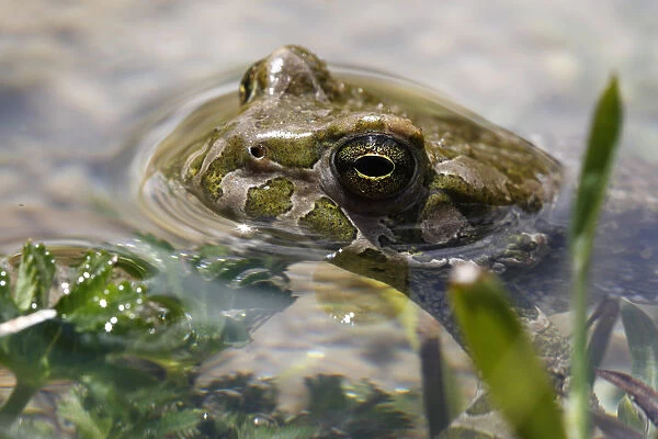 Male European green toad (Bufo viridis) in pond (at 2, 711m) in Adylsu valley, side