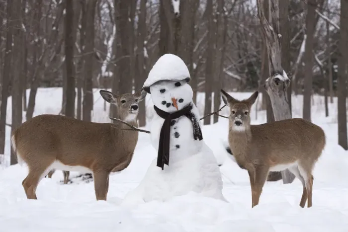 Framed Print : Male and female White-tailed deer (Odocoileus virginianus) with snowman, New York, USA Framed Print : Male and female White-tailed deer (Odocoileus virginianus) with snowman, New York, USA