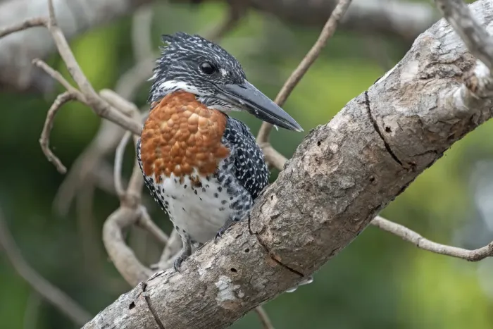Framed Print : Male Giant kingfisher (Megaceryle maxima) perched on branch, Allahein river, The Gambia Framed Print : Male Giant kingfisher (Megaceryle maxima) perched on branch, Allahein river, The Gambia