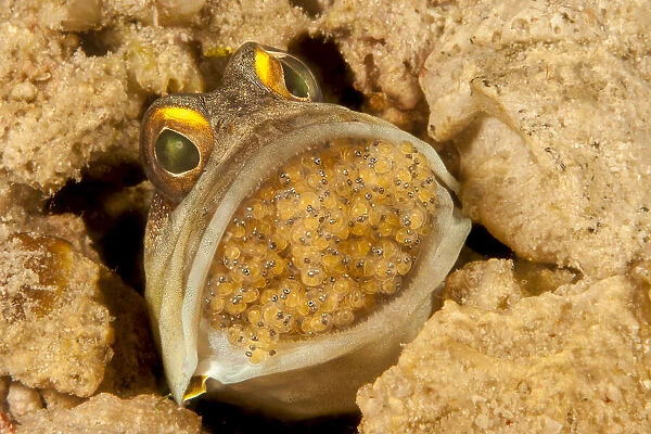 Male Gold-specs jawfish (Opistognathus randalli), with mouth brooding eggs, the eyes can clearly be seen in the eggs indicating they will soon hatch, Mabul Island, Sabah, Malaysia, Celebes Sea
