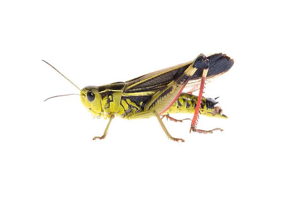 Male Grasshopper (Arcyptera fusca) Fliess, Naturpark Kaunergrat, Tirol, Austria