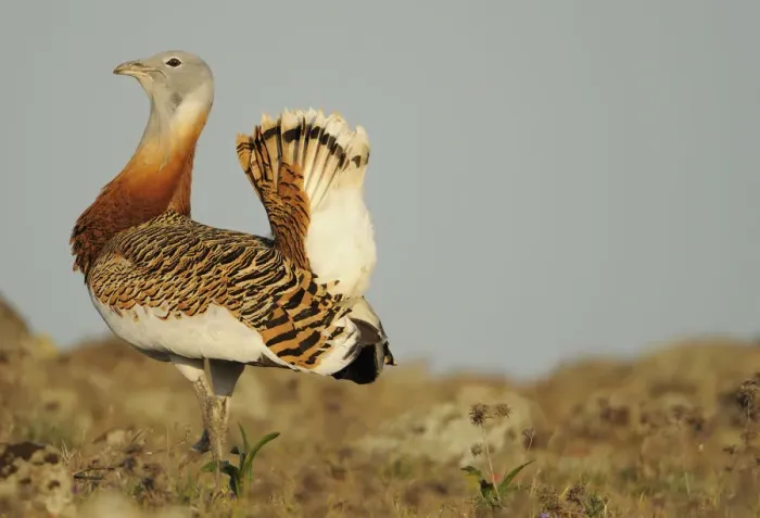 Framed Print : Male Great bustard (Otis tarda) displaying, La Serena, Extremadura, Spain, April 2009