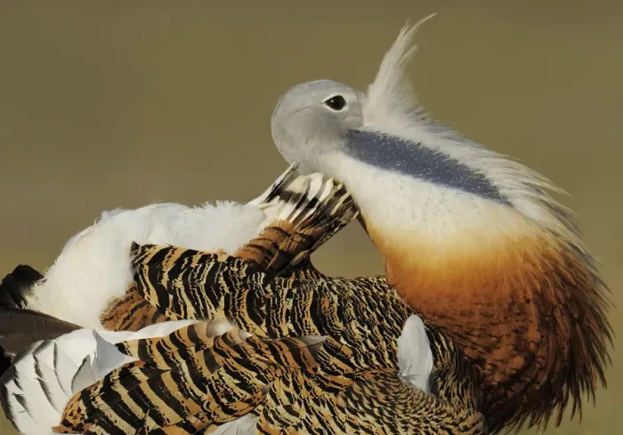 Framed Print : Male Great bustard (Otis tarda) displaying, La Serena, Extremadura, Spain, April 2009