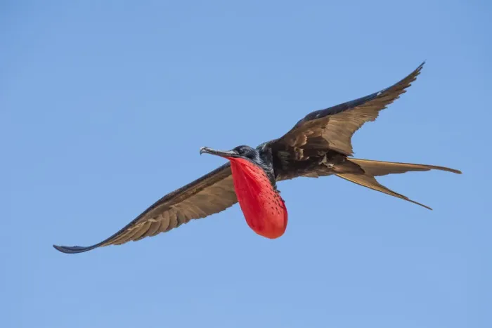 Framed Print : Male Great frigatebird (Fregata minor) in breeding condition with semi-inflated throat pouch, Christmas Island, Australia Framed Print : Male Great frigatebird (Fregata minor) in breeding condition with semi-inflated throat pouch, Christmas Island, Australia