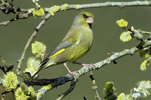 Male Greenfinch (Carduelis chloris) amongst Pussy willow catkins, Hertfordshire, England