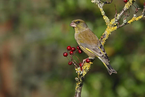 Male Greenfinch (Carduelis chloris) perching on Hawthorn, Cheshire, UK, October