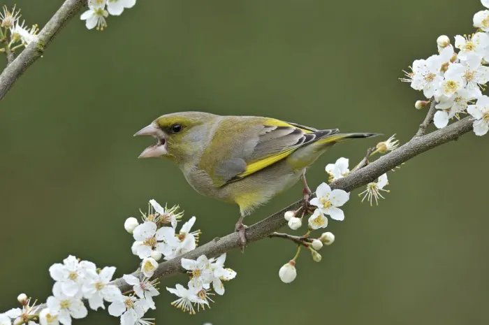 Framed Print : Male Greenfinch (Carduelis chloris) calling amongst Blackthorn blossom, Hertfordshire Framed Print : Male Greenfinch (Carduelis chloris) calling amongst Blackthorn blossom, Hertfordshire
