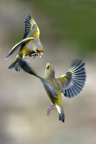 Male Greenfinches (Carduelis chloris) squabbling in flight. Dorset, UK, March