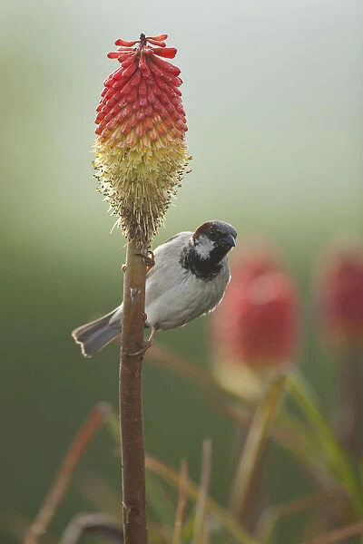 Male House sparrow (Passer domesticus) perched on a Red hot poker (Kniphofia rufa) stalk