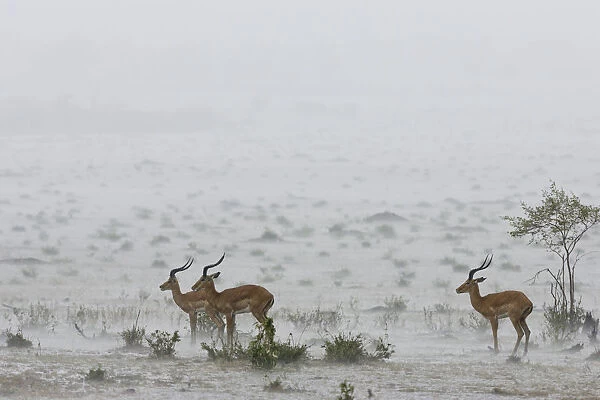 Male impalas (Aepyceros melampus) standing in heavy rain, Masai-Mara Game Reserve, Kenya