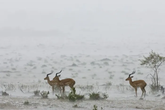 Framed Print : Male impalas (Aepyceros melampus) standing in heavy rain, Masai-Mara Game Reserve, Kenya Framed Print : Male impalas (Aepyceros melampus) standing in heavy rain, Masai-Mara Game Reserve, Kenya
