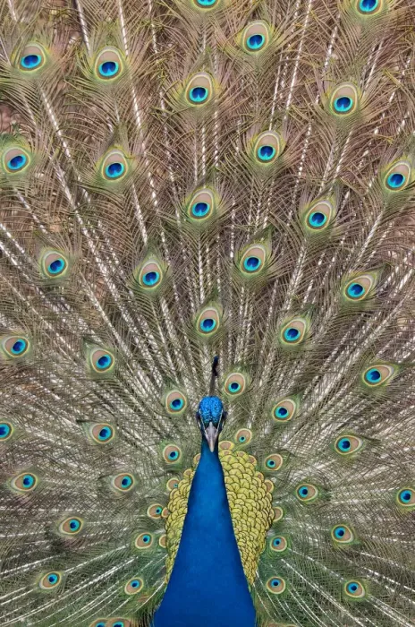 Framed Print : Male Indian peafowl (Pavo cristatus) displaying, captive Framed Print : Male Indian peafowl (Pavo cristatus) displaying, captive
